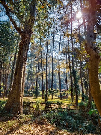Garden With Tall Trees