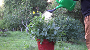 Gardener man hand with green watering can water yellow dahlia ...
