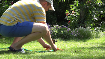 Gardener man plug hose to watering sprayer tool and squirt water ...