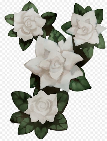 Gardenia Cut flowers -  
