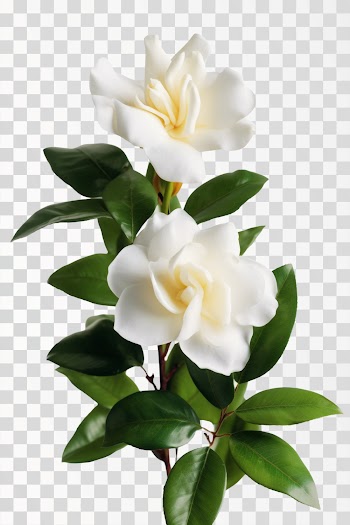 gardenia flower, png image generated by A.I