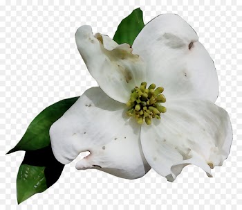 Gardenia Magnolia family -  