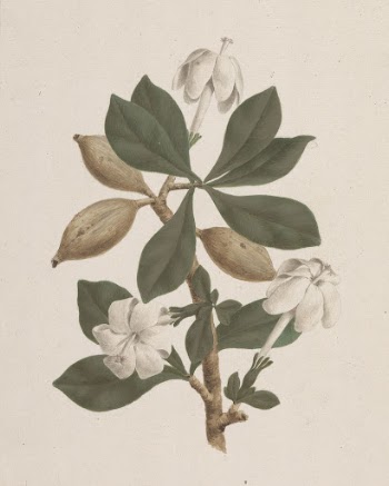Gardenia ternifolia  Schum.& Thonn. | Free Photo - rawpixel