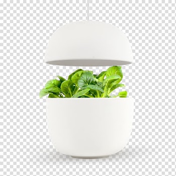 Gardening Bialy Vegetable Kitchen garden, oregano transparent background PNG clipart
