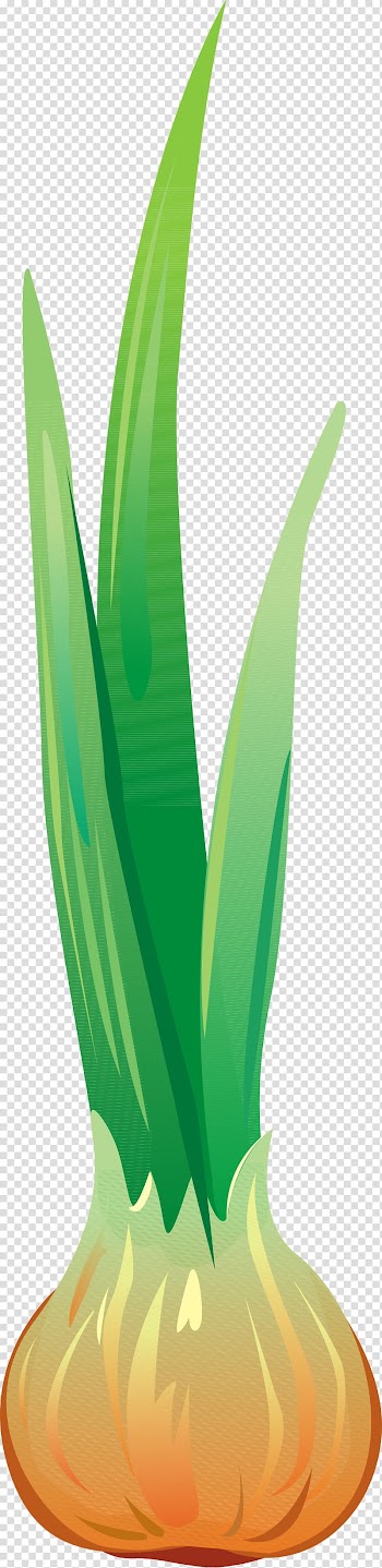Garlic Allium fistulosum Vegetable Onion, Cartoon version of the onion transparent background PNG clipart