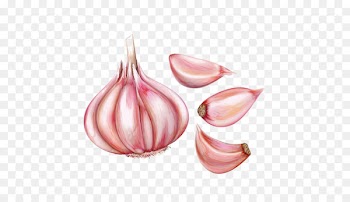 Garlic bread Watercolor painting - Hand painted watercolor garlic garlic 