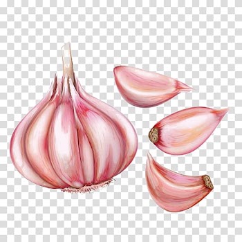 Garlic bread Watercolor painting, Hand painted watercolor garlic garlic transparent background PNG clipart