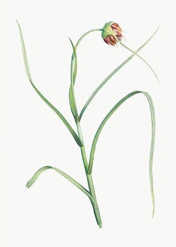 Garlic flower in bloom | Free stock vector - 573878