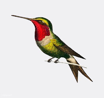 Garnet-throated hummingbird (Trochilus granat.. | Free stock vector - 467254