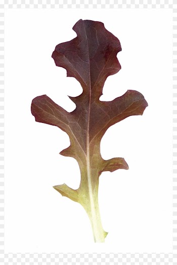 Garrison Oakleaf Lettuce - Leaf Lettuce