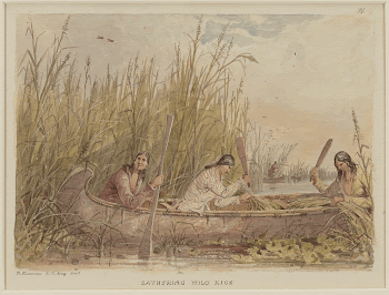 Gathering Wild Rice. Original from the Minneapolis | Free Photo - rawpixel