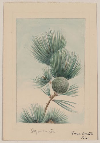 Gayo matsu pine during 1870&ndash;1880 | Free Photo - rawpixel