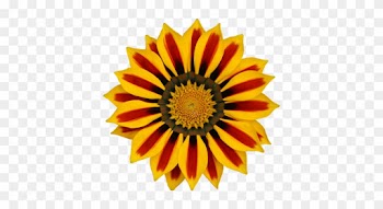 Gazania Flowers Nature Transparent Png Sticker - Gazania Png