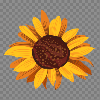 Gazania PNG Image