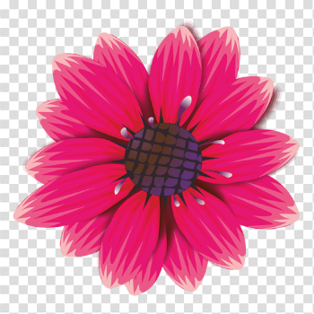 Gazania PNG Image Background