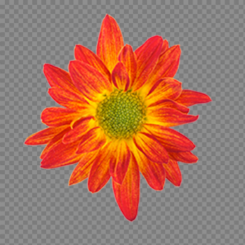 Gazania Transparent Image