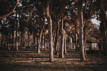 Gazebo Near Trees