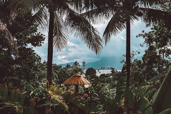 Gazebo Surrounded by Trees and Plants