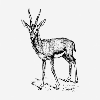 Gazelle clipart, animal vintage illustration | Free Vector - rawpixel