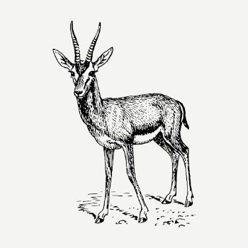 Gazelle drawing, animal vintage illustration | Free PSD - rawpixel