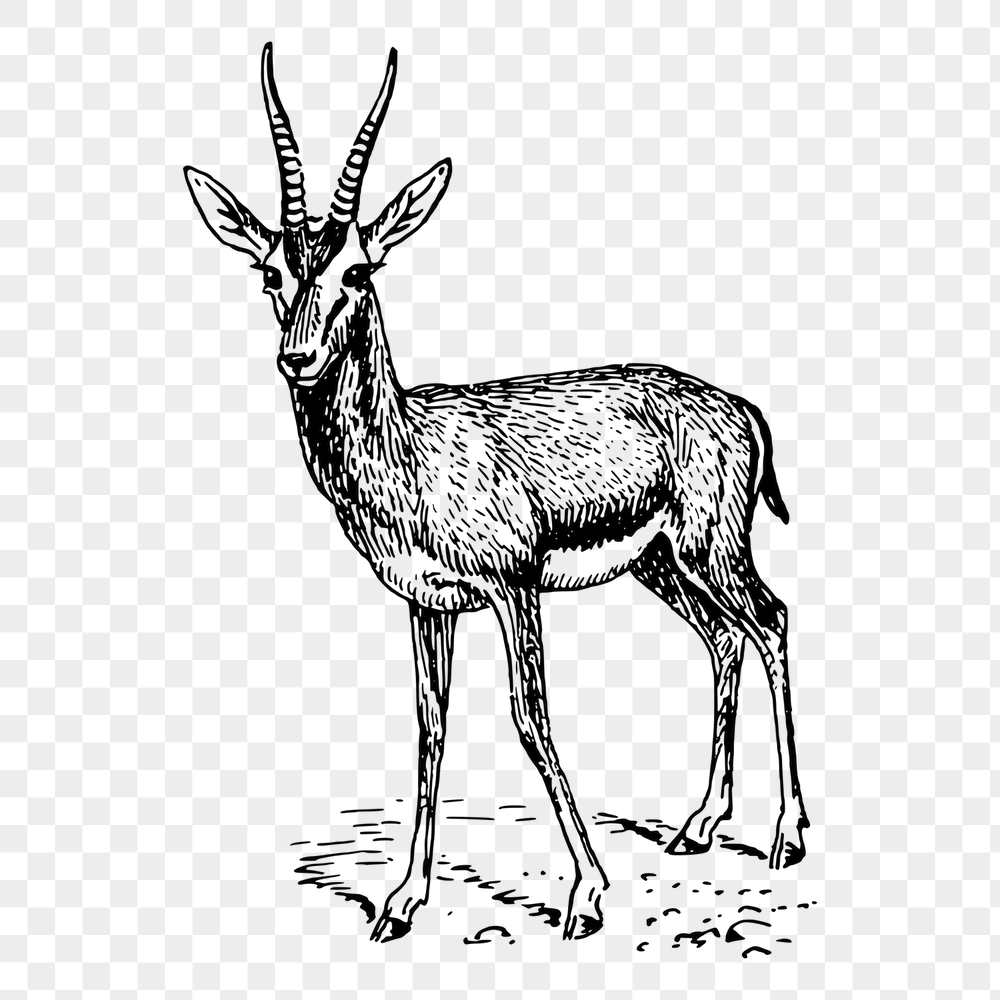 Gazelle png sticker, animal vintage | Free PNG - rawpixel