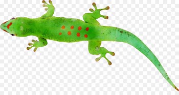 Gecko Common Iguanas Amphibians Terrestrial animal -  