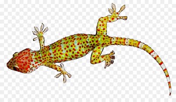 Gecko Lizard Amphibians Fauna Terrestrial animal -  