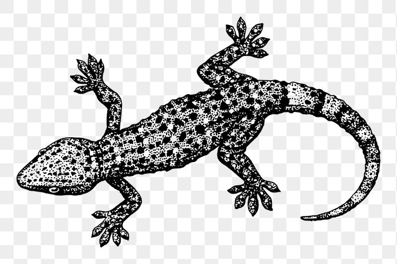 Gecko png sticker illustration, transparent | Free PNG - rawpixel