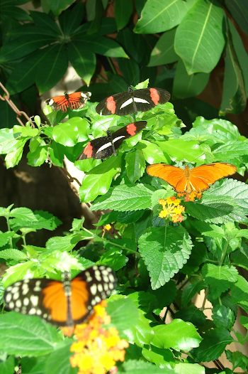Gena's Jewels: You Can't Put a Leash on a Butterfly