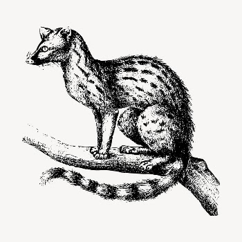 Genet clipart, vintage animal illustration | Free Vector - rawpixel