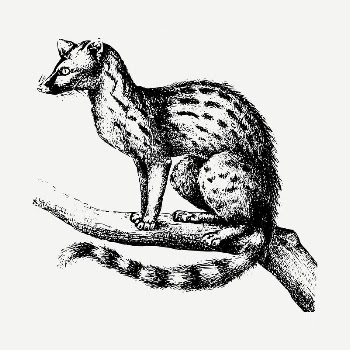 Genet drawing, vintage animal illustration | Free PSD - rawpixel