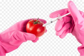 Genetically modified food Genetically modified tomato Genetically modified organism Genetic engineering Genetics - Transgenic tomatoes transparent background basemap 