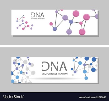 Genetics testing science dna double spiral vector image
