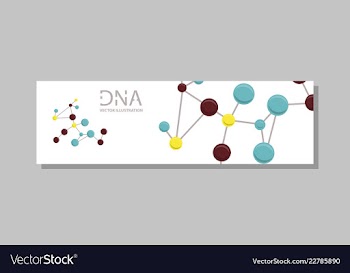 Genetics testing science dna double spiral vector image
