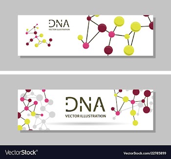 Genetics testing science dna double spiral vector image