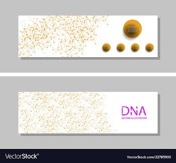 Genetics testing science dna double spiral vector image