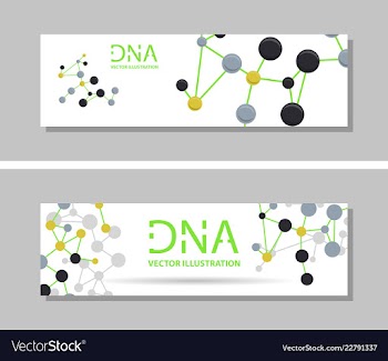 Genetics testing science dna double spiral vector image