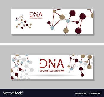 Genetics testing science dna double spiral vector image