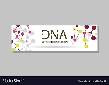Genetics testing science dna double spiral vector image