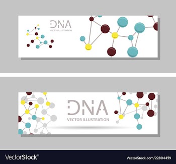 Genetics testing science dna double spiral vector image