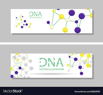 Genetics testing science dna double spiral vector image