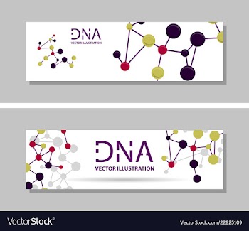 Genetics testing science dna double spiral vector image