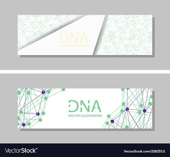 Genetics testing science dna double spiral vector image