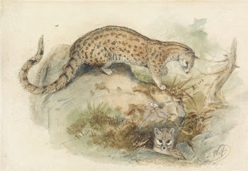 Genets | Free Photo - rawpixel