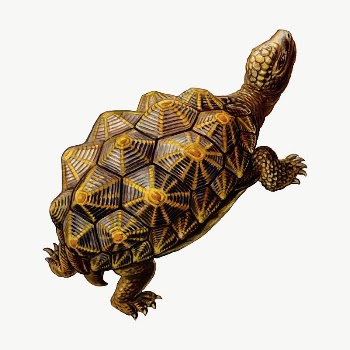 Geometric tortoise clipart, illustration vector. | Free Vector - rawpixel