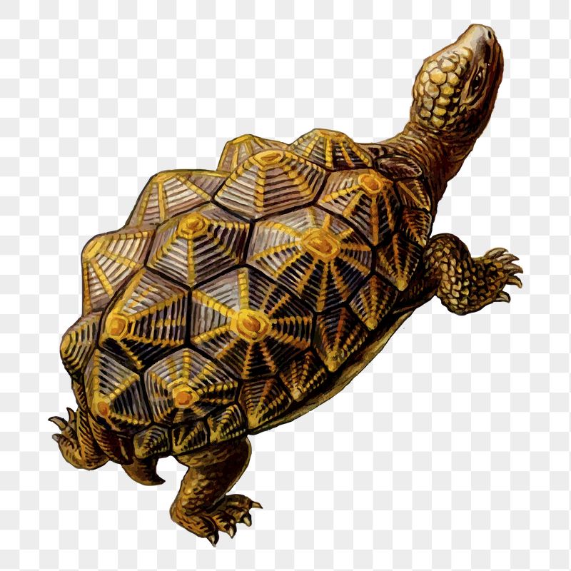 Geometric tortoise png sticker, transparent | Free PNG - rawpixel
