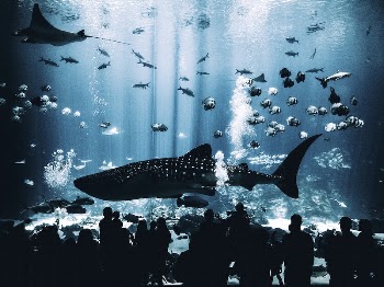 Georgia Aquarium, Atlanta, United States. | Free Photo - rawpixel