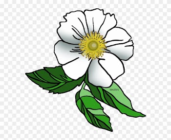 Georgia Cliparts - Cherokee Rose Clip Art