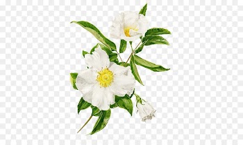 Georgia Rosa laevigata Trail of Tears Cherokee State flower - Flowers 
