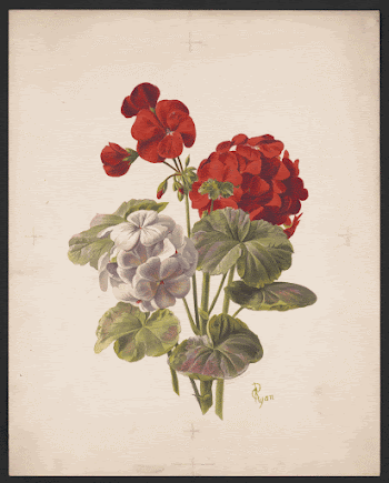 Geranium (1874) by L. Prang | Free Photo - rawpixel